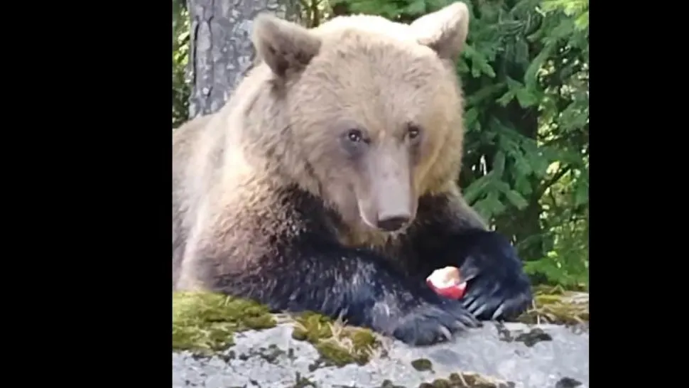 Urs pe o stradă din Ploiești, s-a emis Ro-Alert. Cum a ajuns animalul în oraș?