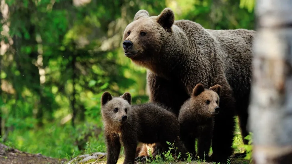 Ursoaică, însoțită de 2 pui, împușcată în Harghita - A fost rănită grav de o mașină pe Drumul European 578