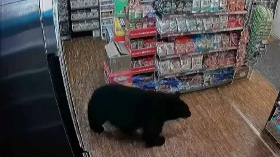 Un urs a furat o pungă cu jeleuri în formă de... ursuleți dintr-o benzinărie - VIDEO