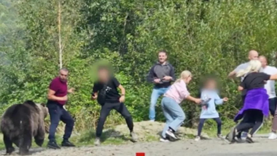 Inconștiență maximă pe Transfăgărășan! Un grup de turiști și-a adus copiii pentru o ședință foto improvizată cu ursul