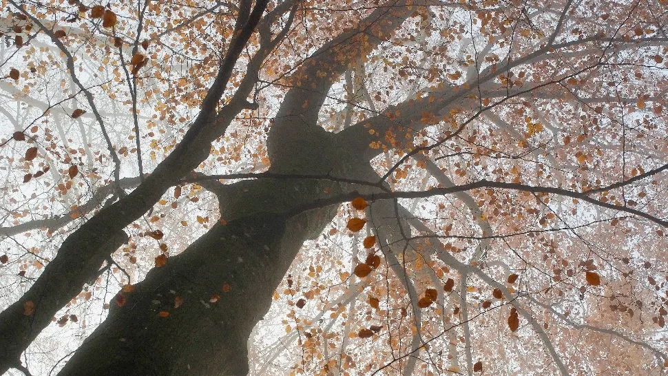 Cum va fi vremea în luna noiembrie - ANM a emis prognoza pe 4 săptămâni