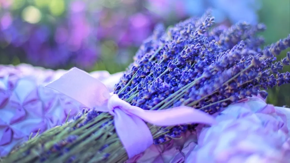 Floarea care distruge cea mai temută bacterie din lume.  Micul arsenal natural împotriva stafilococului auriu
