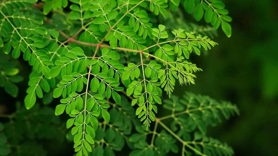  Moringa, arborele-minune: Beneficiile incredibile ale frunzelor sale - Nutrienți din belșug 