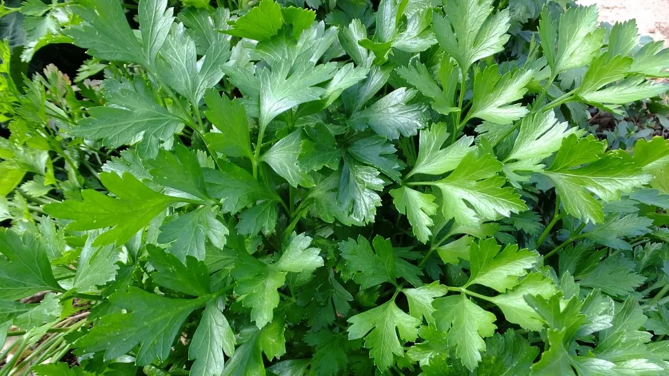 Trucurile imbatabile prin care poți să păstrezi pătrunjelul gustos și aromat LUNI DE ZILE