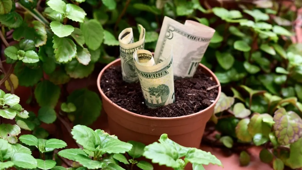 Ce este „planta milionară” - cea care te ajută să ai noroc de bani. Cum trebuie îngrijită