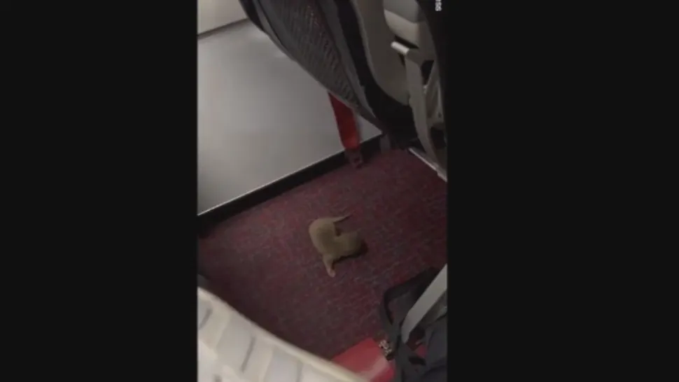 Panică în avion. Șobolan la picioarele pasagerilor, plimbându-se agale printre scaune