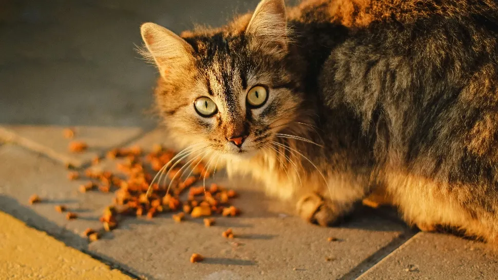 Pisicile o adoră, dar pot dezvolta alergii periculoase de la ea - Ce tip de carne ar putea fi scos din meniul felinei tale