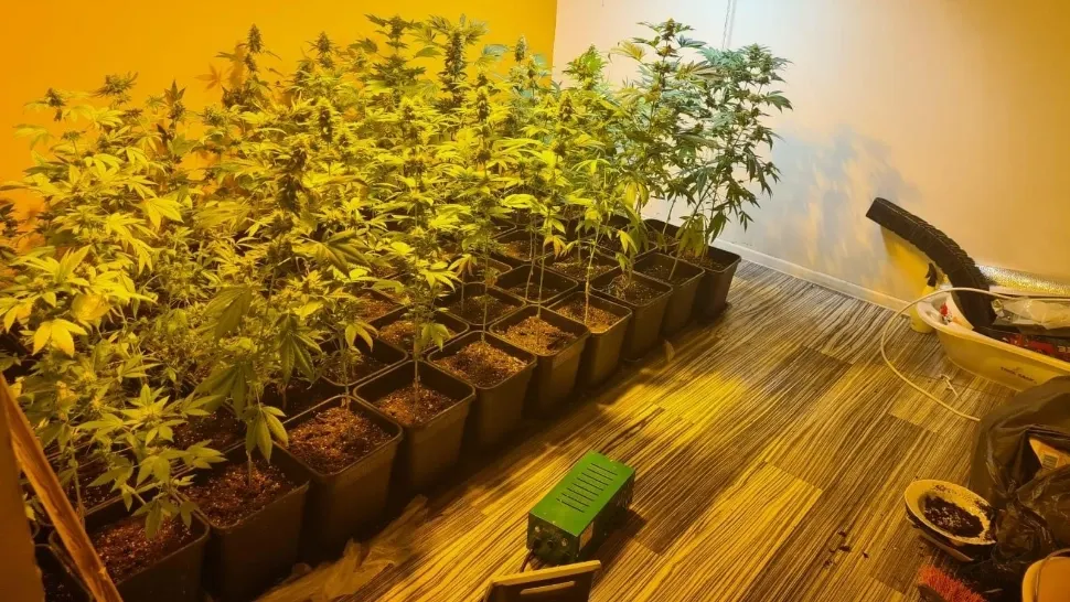 Cultură de canabis, la Sintești, Ilfov. Peste 100 de plante și ustensile pentru fabricat droguri, găsite la un cetățean în casă
