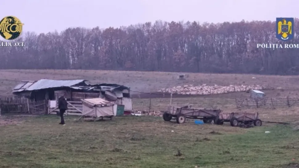 Un copil de 13 ani ar fi fost exploatat de părinți, care primeau bani de la ciobani pentru munca lui. Percheziții la stână 