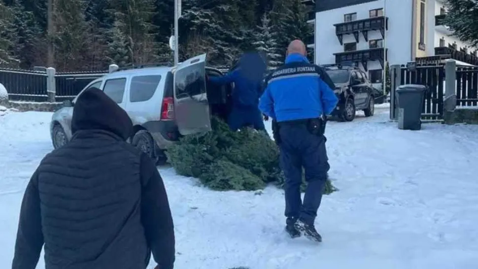 Persoane prinse în timp ce încercau să sustragă din pădure cetină de brad - Amenzi URIAȘE