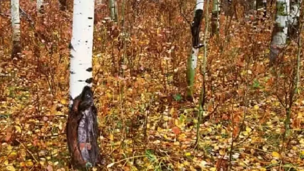 Găsește lupul din pădure în 10 secunde! Testul pe care îl trec numai persoanele cu o inteligență rară - adevăratele genii