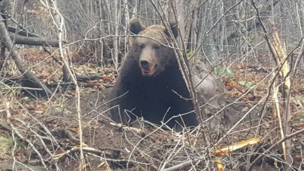 Satele din Buzău sunt terorizate de urși. Animalele caută prin magazii în timp ce oamenii se blindează în case