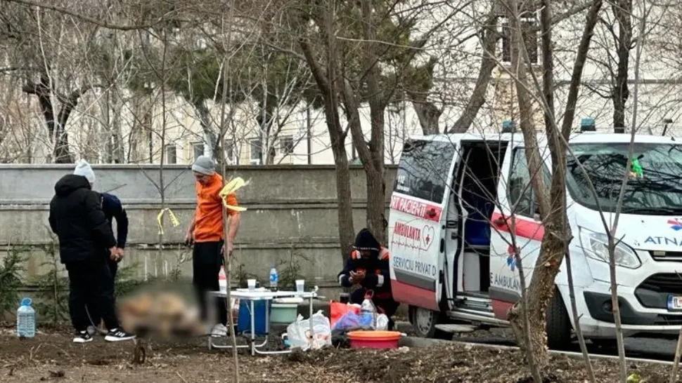 Porci tranșați în parc, în miezul zilei, lângă o unitate militară. Animalele, cărate cu ambulanța