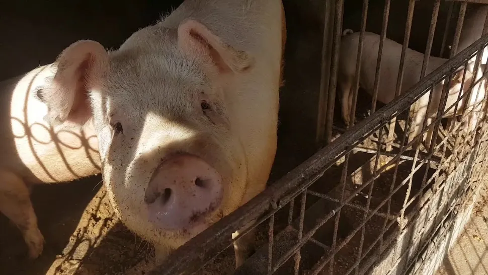 Când se taie, de fapt, porcul. Tradiția Ignatului a rămas mai mult în cărți și povești
