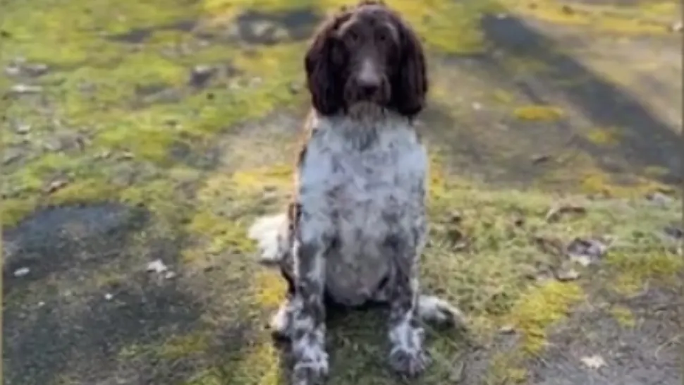 Un câine din SUA a devenit viral în online după ce a mâncat bancnote în valoare de 4.000 de dolari! Cum s-a petrecut totul
