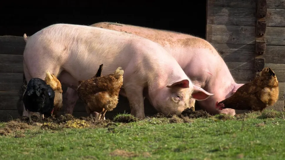 Ministerul Agriculturii: S-a aprobat o nouă schemă de ajutor de stat pentru susținerea activității crescătorilor din sectorul suin și avicol