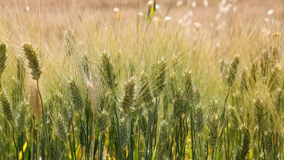 A început depunerea cererilor pentru subvenția de 100 euro/hectar, acordată de Ministerul Agriculturii