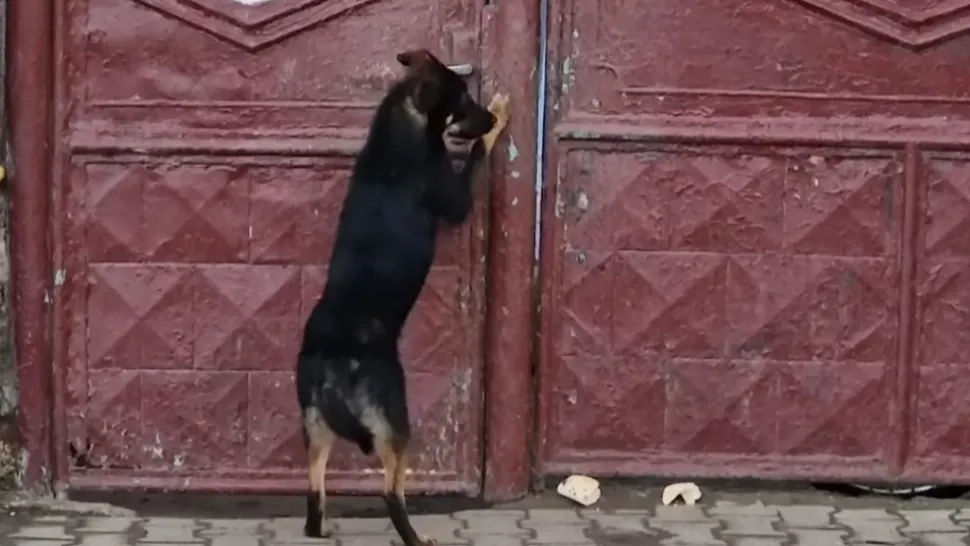 Amendă de 15.000 de lei pentru un bărbat care și-a abandonat câinele în fața casei. Animalul a mobillizat tot orașul cu plânsetele sale. VIDEO