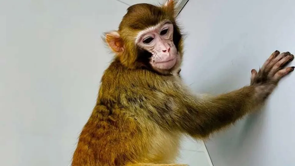 Punct de cotitură în știință: Prima clonare cu succes a unei maimuţe rhesus. Cercetătorii spun că este pasul preliminar clonării umane