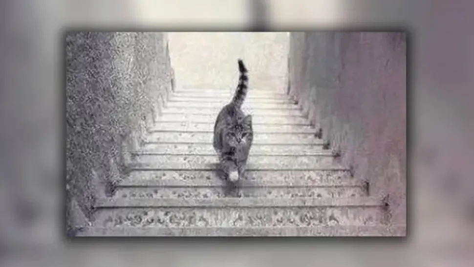Cea mai enervantă iluzie optică. Ce face pisica din fotografie: urcă sau coboară scările?