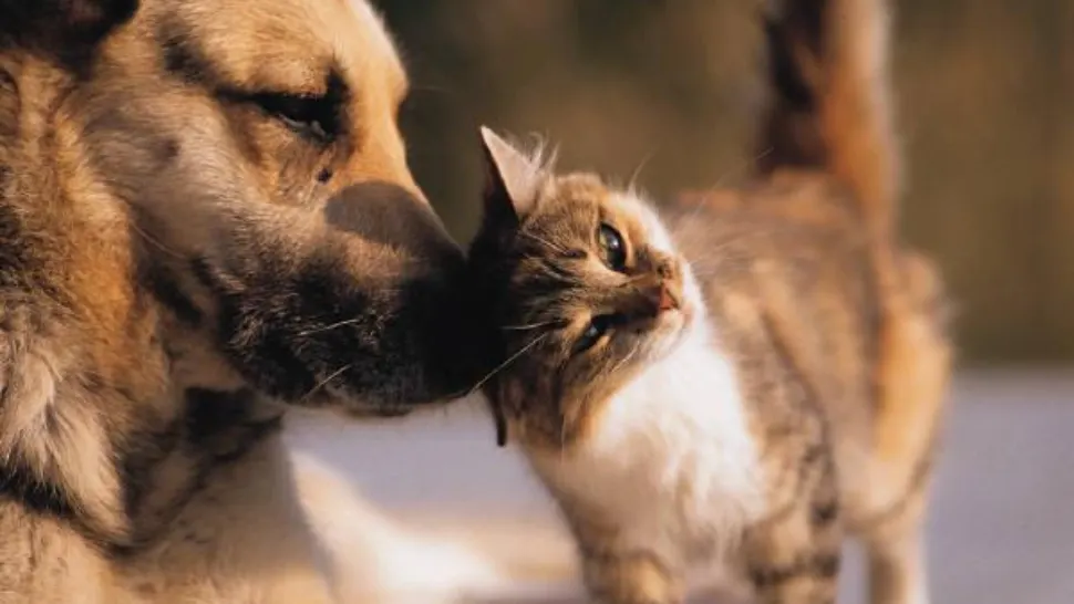 Dezbatere halucinantă a cercetătorilor: Animalele de companie poluează la fel de mult ca mașinile