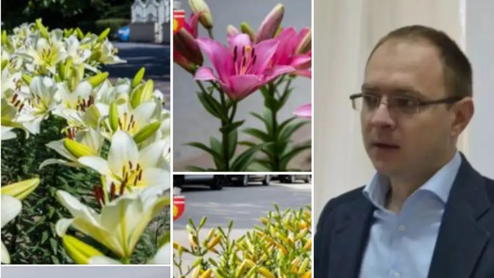 Primarul din Botoșani acuzat că și-ar fi angajat presupusa amanta a plantat în oraș florile ei preferate - FOTO
