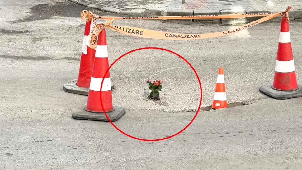 Se întâmplă în Vaslui. În gropile din asfalt au apărut...flori! 