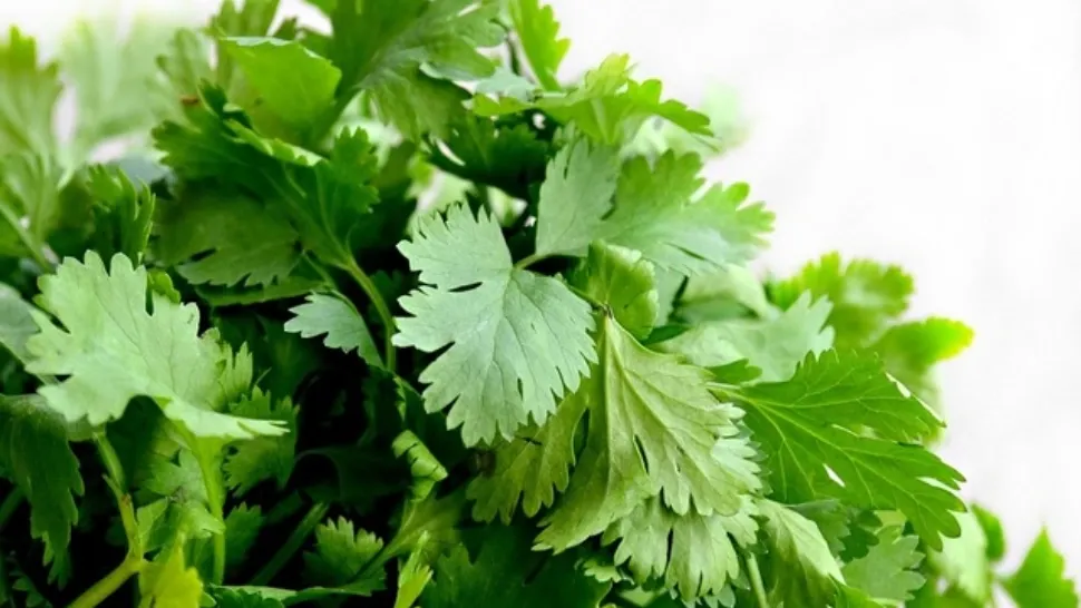 Pătrunjelul, minunea din bucătărie. Când devine periculos pentru organism consumul acestei plante