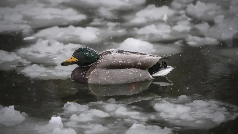 Temperaturi diurne peste mediile multianuale, în următoarele 2 săptămâni. Unde sunt așteptate precipitații