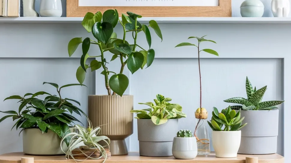 Ingredientul din bucătărie care îți poate salva plantele