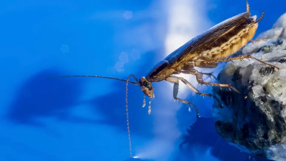 Cum scapi de gândacii de bucătărie fără chimicale: 3 ingrediente din bucătărie care alungă insectele