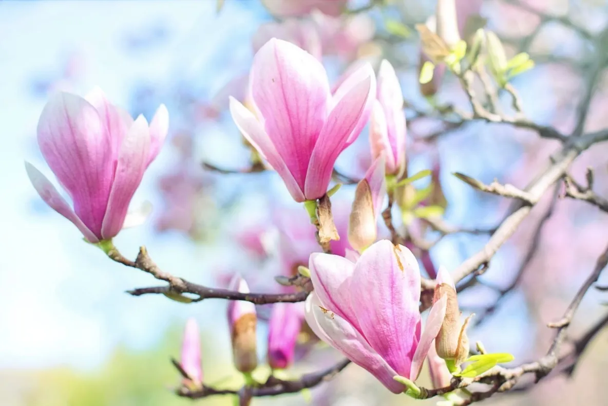 Cum se plantează corect magnolia. Trucuri pentru flori de invidiat