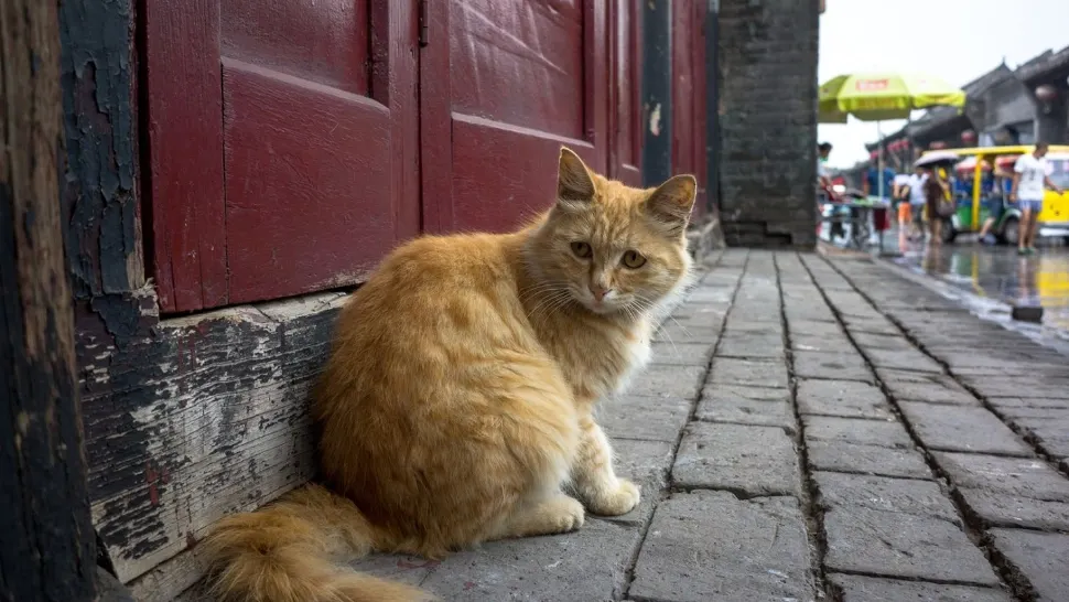 Pisicile nesupravegheate ar putea fi incluse în categoria ''animal fără stăpân''. Proiectul de lege care bagă spaima în posesorii de feline
