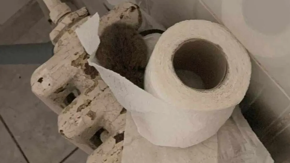 Șobolan ascuns în hârtie igienică, în toalete Spitalului Județean de Urgență din Iași - FOTO