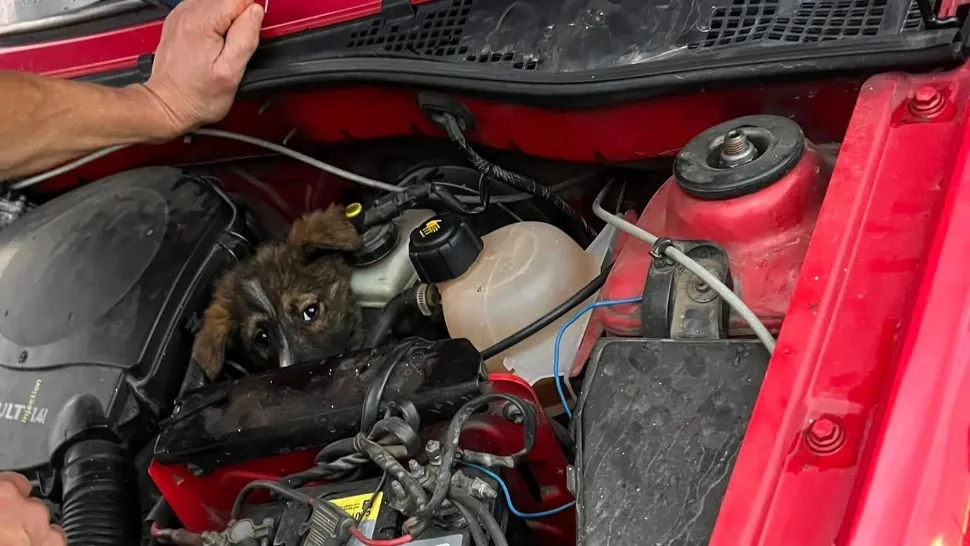 Pui de câine, ascuns la motorul mașinii. Surpriză de proporții pentru șofer: "100 km parcurși cu el sub capotă" - VIDEO