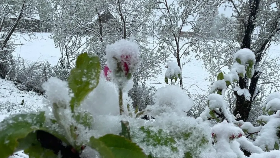 Locul din România unde a nins în mijlocul lui aprilie. Stratul gros de zăpadă a acoperit florile răsărite