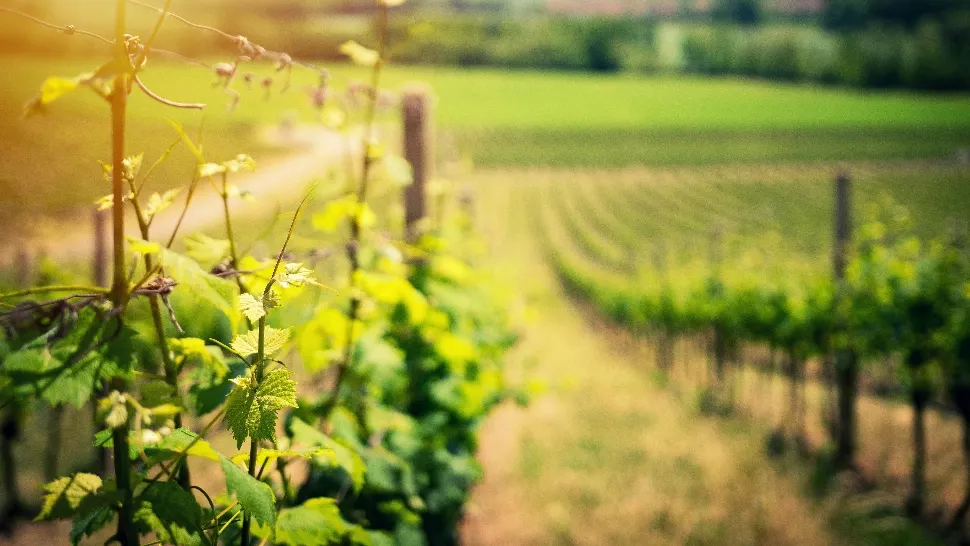Planta care plânge primăvara. Beneficiile "lacrimilor" ei pentru sănătate: te scapă de 100 de boli