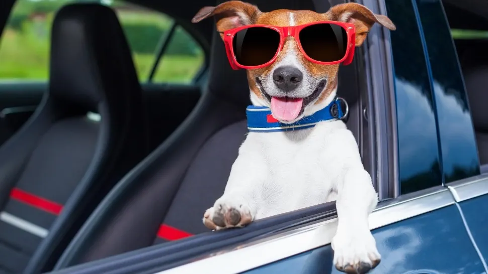 Cum trebuie să transporți un animal de companie cu mașina. Condițiile impuse de Codul Rutier, sancționabile cu amendă de până la 3.300 de lei