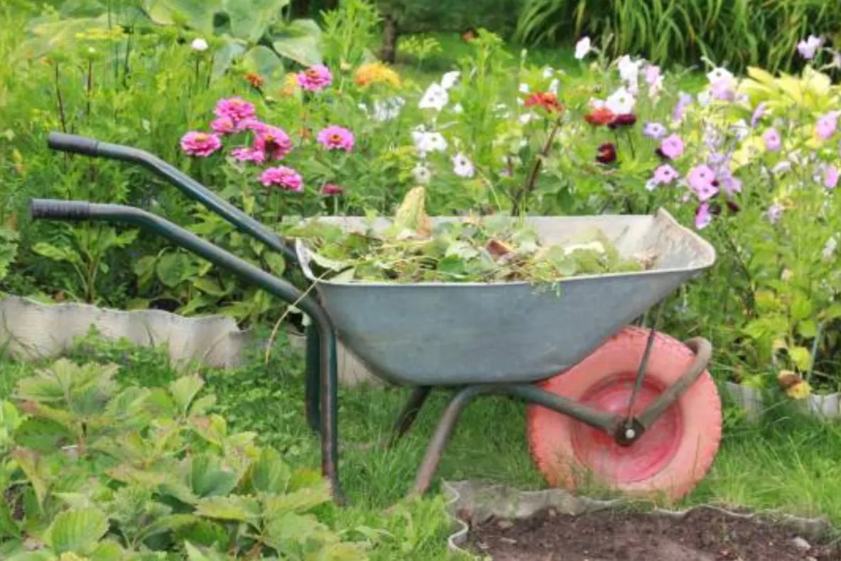 Femeie de 76 de ani, din Brașov, amendată cu 100 de lei pentru că a plantat flori în grădina blocului