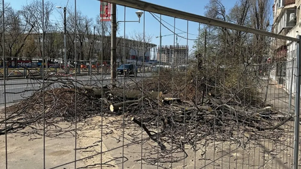 Imagine inedită de pe un bulevard din Capitală. Toți copacii au dispărut peste noapte