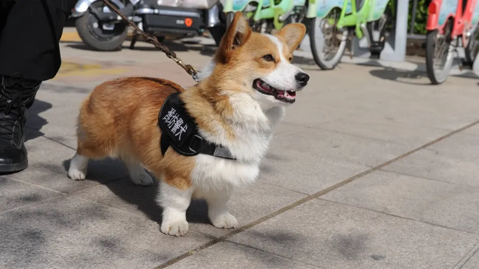 Fu Zai, primul câine polițist Corgi din China. Pufosul cu picioare scurte a furat inima internauților: imagini virale FOTO&VIDEO