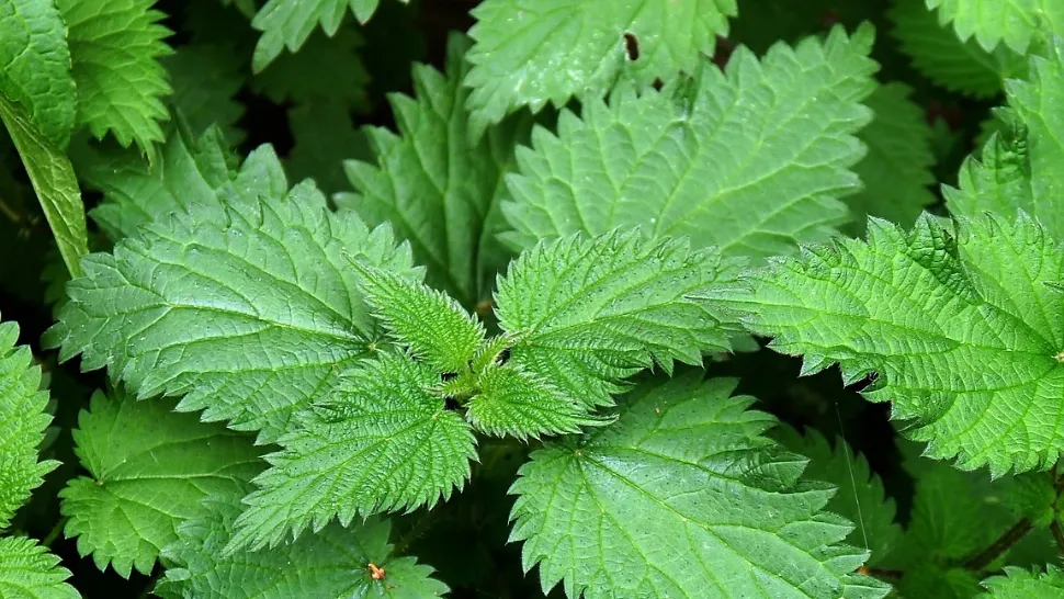 Leacul ascuns în urzici. Afecțiunile care pot fi tratate cu aceste plante