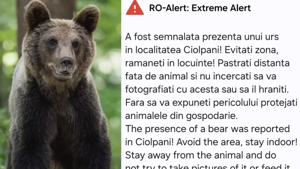 Urșii se apropie de București. Mesaj RoAlert pentru avertizarea populatiei din localitatile Ciolpani si Snagov