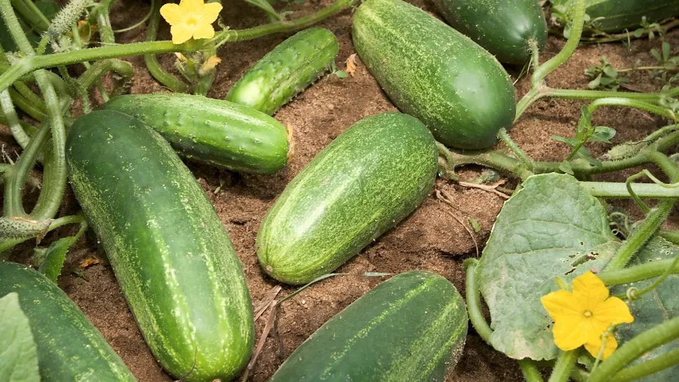 Fermierii sun revoltați: Castraveții românești se vând cu 1 leu/kg la poarta fermei și ajung să coste 7 lei/kg în supermarket 