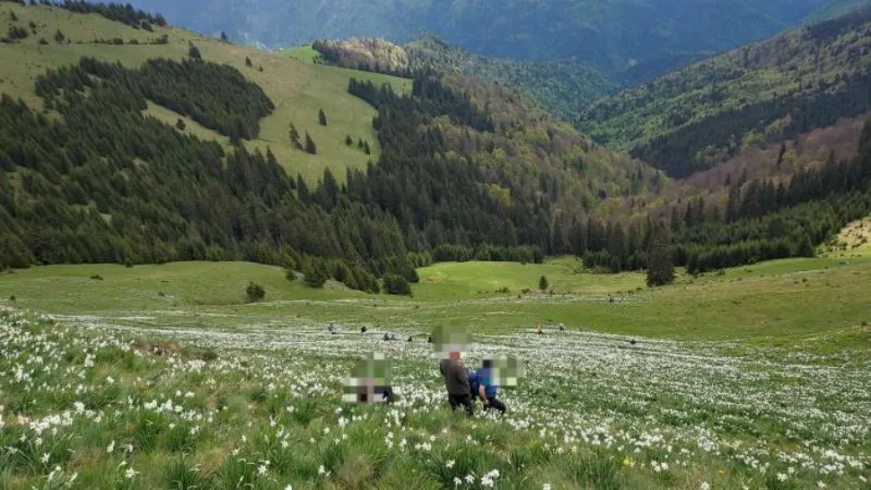Doi turişti au fost accidentaţi în poiana cu narcise din Munţii Rodnei de o piatră căzută de pe versanţi. O femeie este inconştientă
