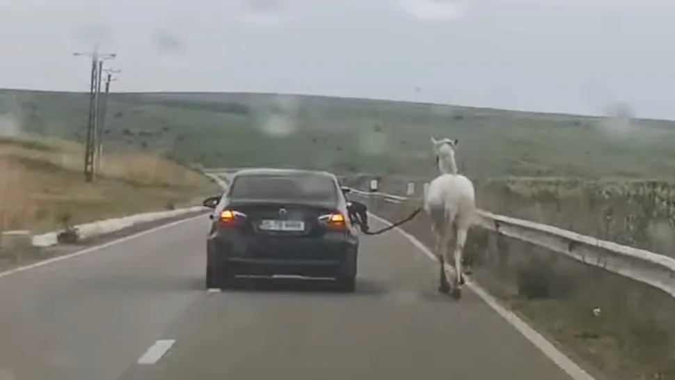 Un șofer de BMW și-a plimbat calul direct din mașină. Videoclipul a încins rețelele de socializare