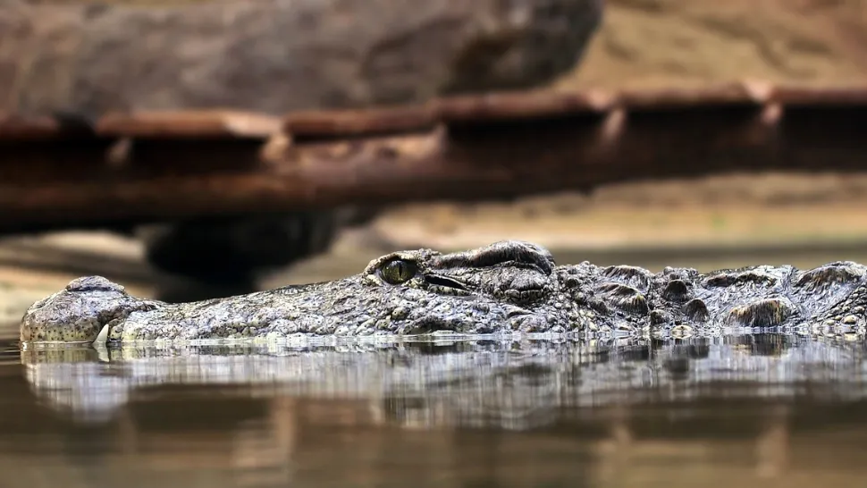 Cum a ajuns un copil de doar 3 ani în mijlocul crocodililor: scene șocante la ZOO, în Marea Britanie 