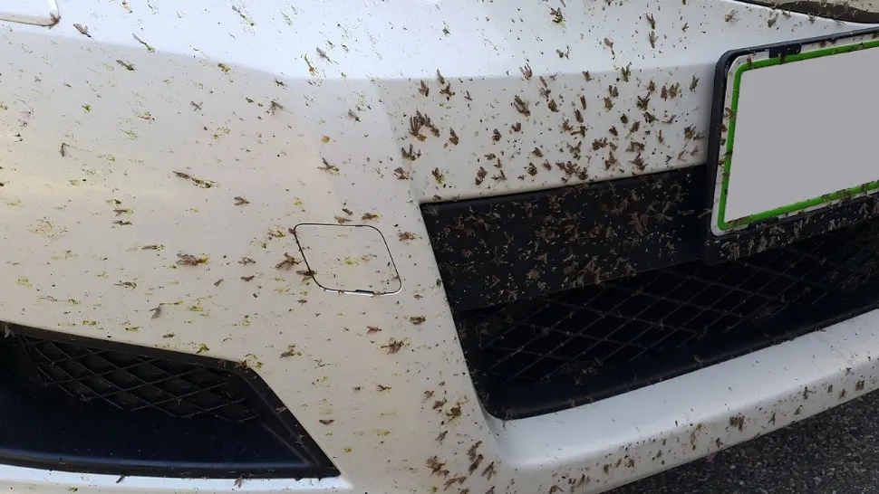 Cum poți scăpa de insectele lipite pe parbriz și capotă fără să te alegi cu mașina zgâriată
