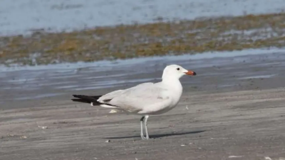 O nouă specie a apărut în România: Pescărușul mediteranean, noul locatar de pe Lacul Tătaru