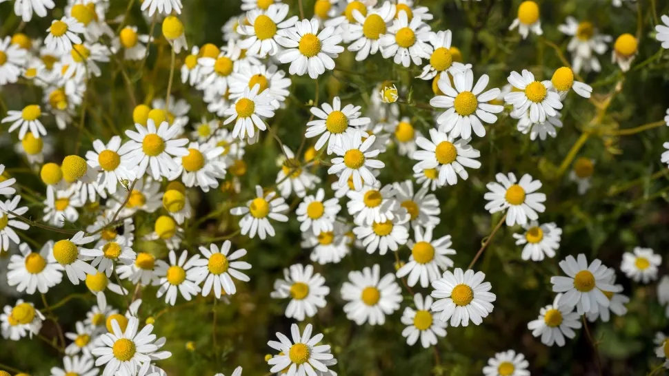 Comoara din natură: 7 plante medicinale care se recoltează în luna mai: proprietățile lor terapeutice sunt uimitoare